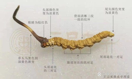 枫叶的功效与作用及食用方法-枫叶有什么药用价值,中国枫叶有什么功效网站